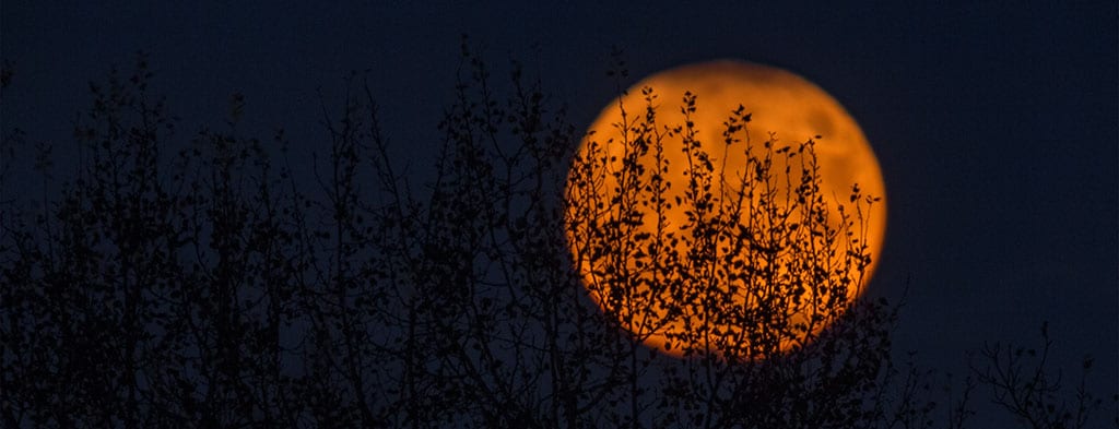 A large orange full moon is partially obscured by the silhouette of leafless tree branches against a dark blue sky near a pet-friendly motel in the Berkshires.