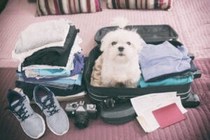 small dog sitting in a suitcases