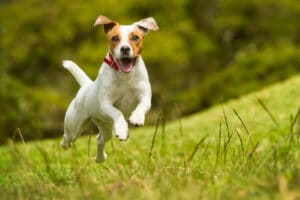 Jack Russel dog running in the grass