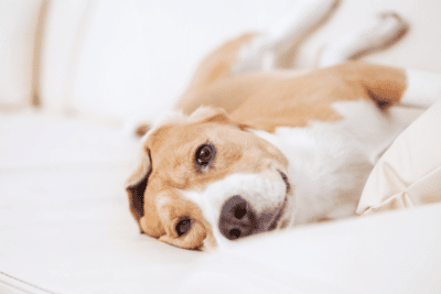 Why You Should Stay in a Pet-Friendly Motel