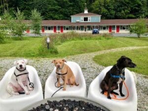 dogs at the Briarcliff Motel